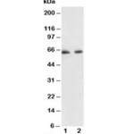 p65 Antibody NF-kB (R30293)