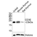 CD3E Rabbit Polyclonal Antibody (HA500344)