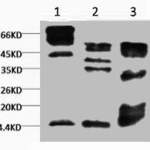 Tri-methyl-Histone H3(K9) Monoclonal Antibody