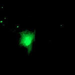 RUVBL2 Monoclonal Antibody (OTI1A6)