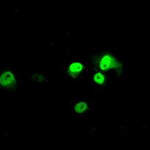 ARNTL Monoclonal Antibody (OTI3G9), TrueMAB™