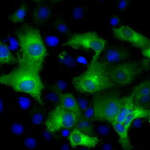 IFIT3 Monoclonal Antibody (OTI1G1), TrueMAB™