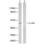 Jun Proto-Oncogene (c-Jun) Antibody