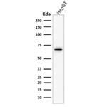 COX2 Antibody / PTGS2 [clone COX2/1941] (V8038)