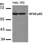 RELA / NFKB p65 Antibody (Ser536)