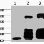 Di-methyl-Histone H3(K27) Monoclonal Antibody