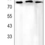 FOXO3 (Phospho-S253) Rabbit monoclonal antibody
