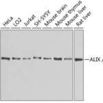 ALIX / PDCD6IP Polyclonal Antibody