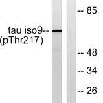 Tau (phospho Thr534) Polyclonal Antibody