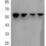 NR1D1 Rabbit monoclonal antibody