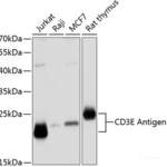 CD3E Antigen Polyclonal Antibody