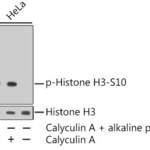 Phospho-Histone H3-S10 mAb