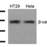 CTNNB1 (Ab-654) Antibody