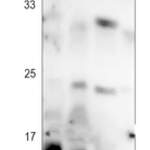 4EBP1 (Phospho-T46) Rabbit monoclonal antibody
