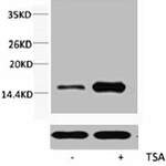Acetyl-Histone H3 (Lys56) Antibody
