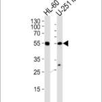 RELA Antibody (N-term)
