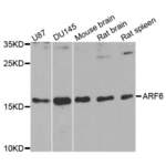 ADP-Ribosylation Factor 6 (ARF6) Antibody