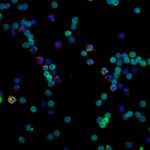 Alexa Fluor® 594 anti-human CD14 Antibody