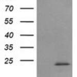 RAB30 monoclonal antibody