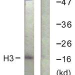 Histone H3 Antibody (OAAF08198)
