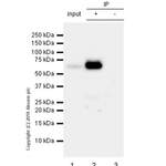 Recombinant Anti-Tau (phospho T181) antibody [EPR22064] (ab223192)
