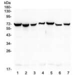 HSP70 Antibody / HSPA1A / HSPA1B [clone 3H5] (RQ4486)