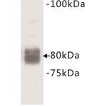 CD44 Antigen (CD44) Antibody
