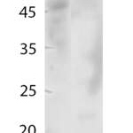 Histone H3 (AcK36) polyclonal antibody