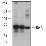 Human/Mouse/Rat RelA/NF kappa B p65 Antibody