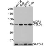 WDR1 Recombinant Rabbit Monoclonal Antibody [JE64-32] (HA721053)