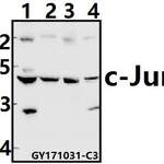 c-Jun (N57) polyclonal antibody