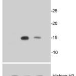 Histone H3 (Phospho-S10) polyclonal antibody