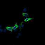 MAP2K2 Monoclonal Antibody (OTI5B4), TrueMAB™