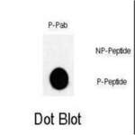 JUN (pT243) Antibody