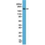 Recombinant CD45 Antibody / C-Terminal [clone RM291] (R20310)