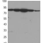 HSP90 alpha/beta monoclonal antibody