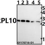 RPL10 (F34) polyclonal antibody