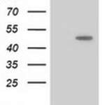 PACSIN3 Monoclonal Antibody (OTI1E1), TrueMAB™