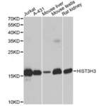 Histone H3 (H3) Antibody