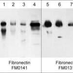 Fibronectin (Cell/Heparin2 Binding region) Antibody