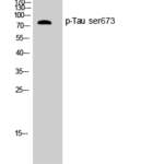 Tau (phospho Ser673) Polyclonal Antibody