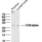 Anti-Cd8a antibody