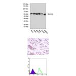 Anti-Beclin-1: Mouse Beclin-1 Antibody