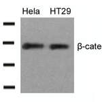 CTNNB1 (Ab-33) Antibody