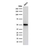p53 Antibody / TP53 [clone SPM514] (V7927)