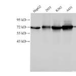 HSPA1A Polyclonal Antibody