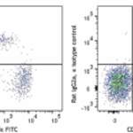 PerCP/Cyanine5.5 anti-mouse CD19 Antibody