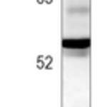 SMAD2 (Phospho-S255) Rabbit monoclonal antibody