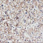 CDH2 Monoclonal Antibody (OTI2G7), TrueMAB™