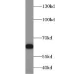p65; RELA Antibody